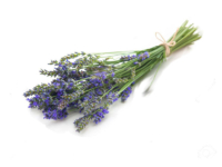 Lavanda intermedia "grosso" <i>(Lavandula x Intermedia "Grosso")</i>