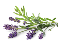 Lavanda angustifoglia margherita blu <i>("lavandula angustifoglia "Margherita blu”)</i>