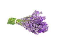 Lavanda angustifoglia "melissa lilac" <i>(lavandula angustifolia "melissa lilac")</i>