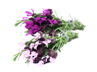 Lavanda stoechas <i>(Lavandula stoechas)</i>