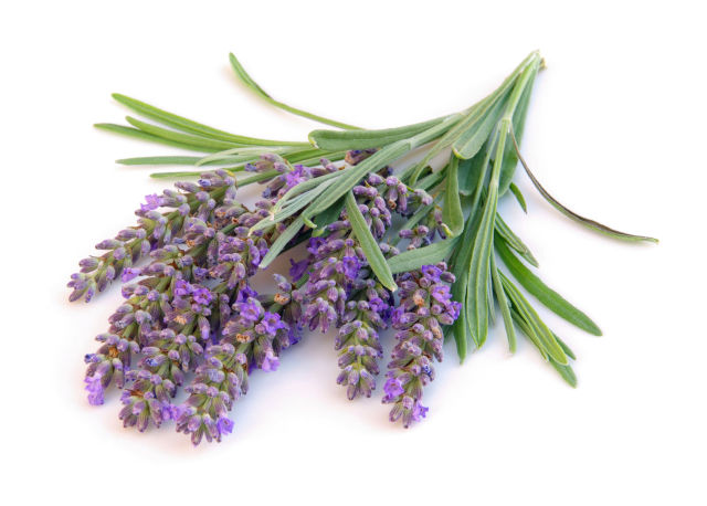 Lavanda angustifoglia ()
