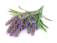 Lavanda angustifoglia <i>(Lavandula angustifolia)</i>