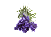 Lavanda angustifoglia "hidcote blue" <i>(Lavandula angustifolia "Hidcote blu")</i>