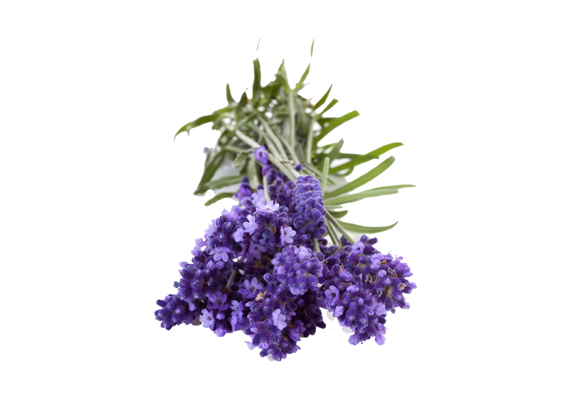 Lavanda angustifoglia "hidcote blue" <i>(Lavandula angustifolia "Hidcote blu")</i>