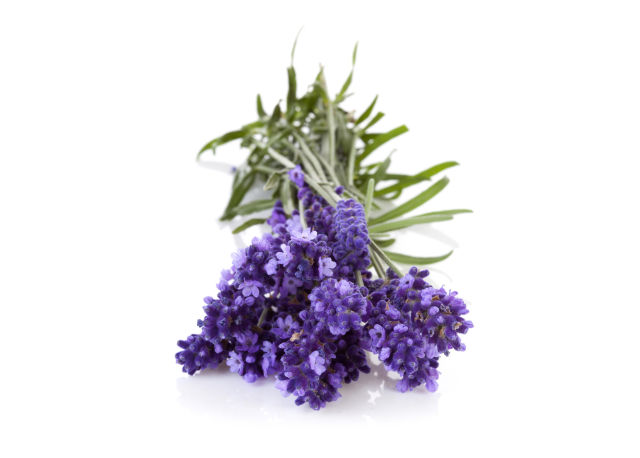 Lavanda angustifoglia "hidcote blue" (Lavandula angustifolia "Hidcote blu)