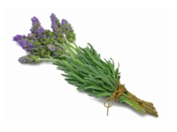 Lavandula dentata spagnola <i>(Lavandula dentata)</i>
