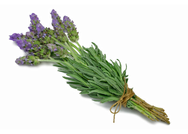Lavanda dentata spagnola (Lavandula dentata)