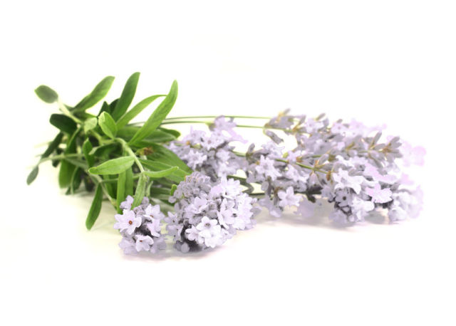 Lavanda ibrida "edelweiss" (Lavandula x intermedia "Edelweiss")