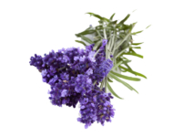 Lavanda x chaytoriae silver sand <i>(Lavandula x chaytoriae "silver sand")</i>