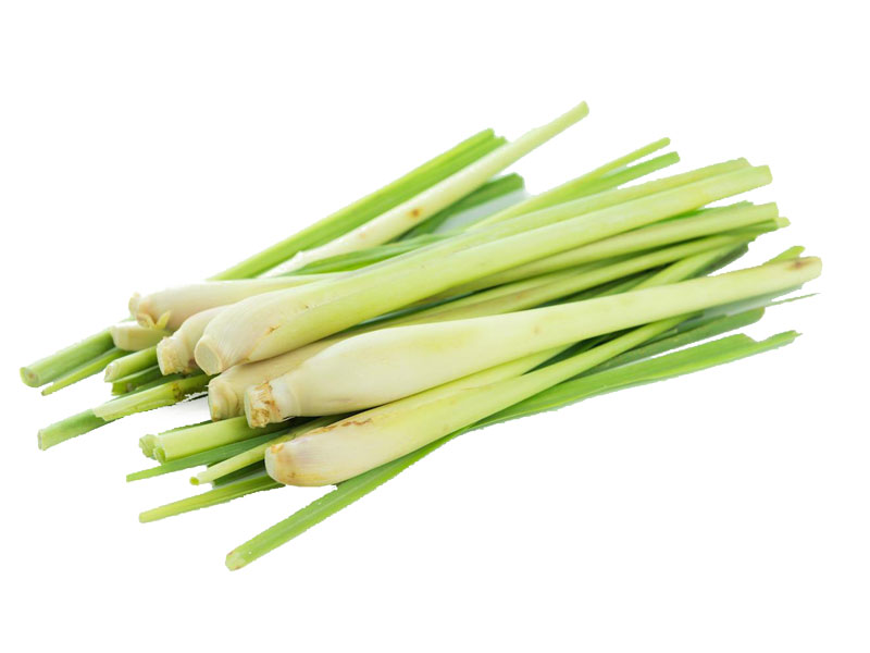 Lemon grass <i>(Cymbopogon citratus)</i>