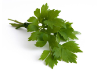 Levistico <i>(Levisticum officinalis)</i>