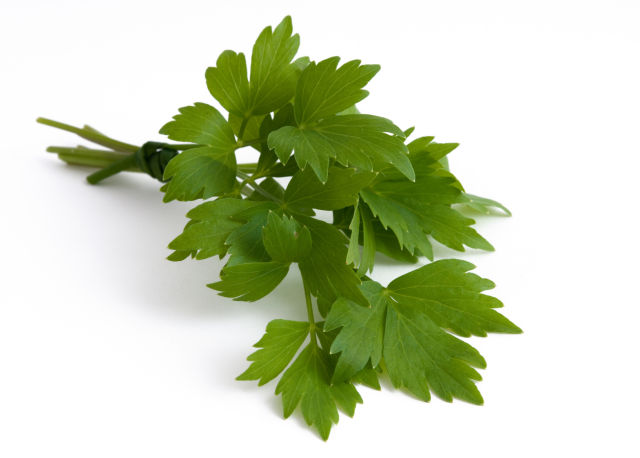 Levistico (Levisticum officinalis)
