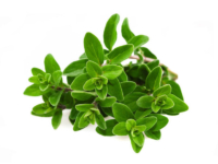 Maggiorana <i>(Origanum majorana)</i>