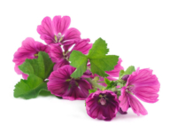 Malva <i>(Malva sylvestris)</i>