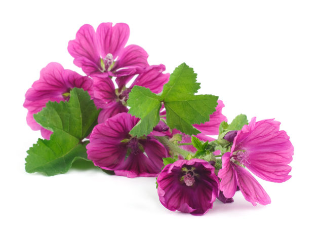 Malva (Malva sylvestris)