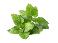 Melissa <i>(Melissa officinalis)</i>