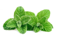 Menta fruttata <i>(Mentha arvensis)</i>