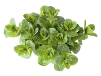 Menta romana <i>(Mentha pulegium)</i>