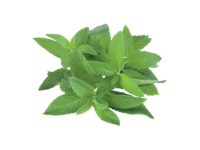 Menta svizzera <i>(Mentha spicata swiss)</i>