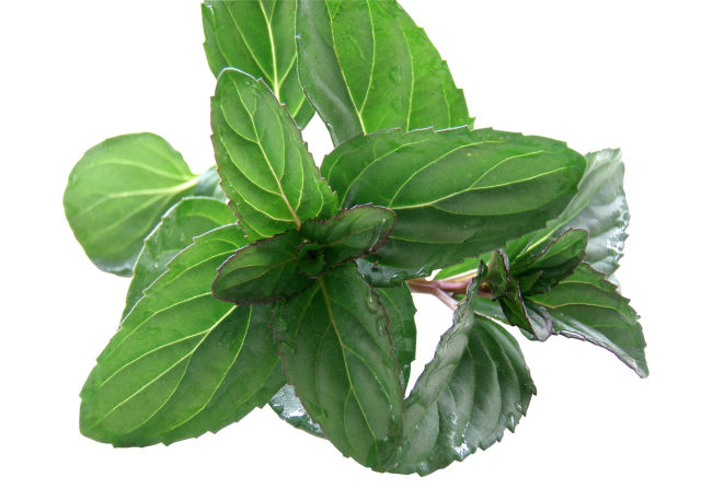 Menta bergamotto (Mentha smithiana)