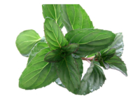 Menta bergamotto <i>(Mentha smithiana)</i>