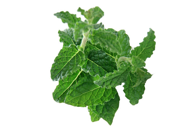 Menta fragola (Mentha suaveolens f.)