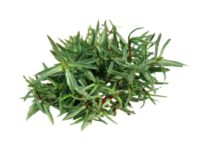 Menta marocchina <i>(Mentha "marocchina" o "cervina")</i>
