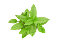 Menta piperita <i>(Mentha piperita)</i>