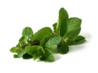 Mentha Spicata <i>(Mentha Maroccan)</i>