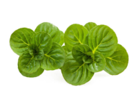 Menta valdostana <i>(Mentha rotundifolia)</i>