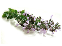 Mentuccia romana <i>(Calamintha officinalis)</i>