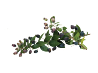 Mirto communis <i>(Myrtus communis)</i>