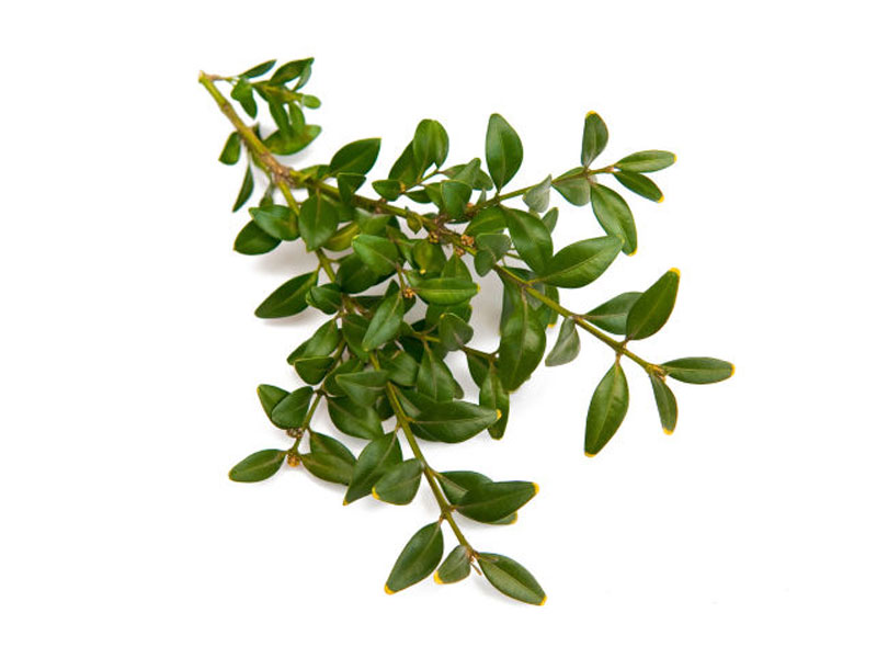 Mirto communis microphylla <i>(Myrtus communis "microphylla")</i>