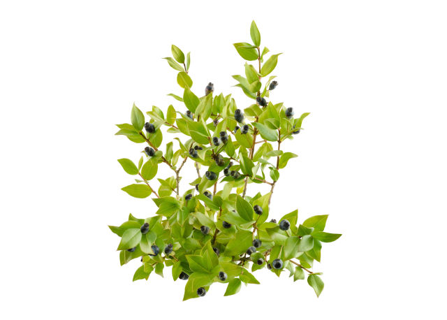 Mirto communis variegato (Myrtus communis)