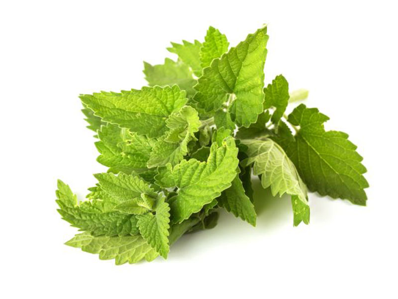 Nepeta cataria <i>(Nepeta cataria)</i>