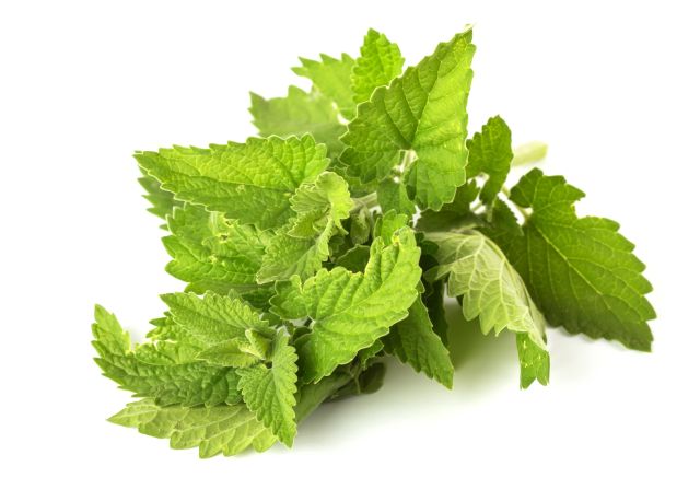 Nepeta cataria (Nepeta cataria)