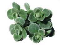 Origano cubano <i>(Plectranthus amboinicus)</i>