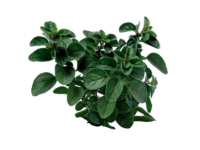 Origano da talea <i>(Origanum majoricum)</i>