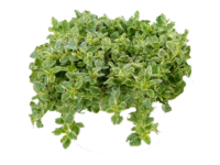 Origano variegato <i>(Origanum variegatum)</i>