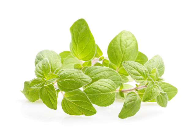 Origano aureo (Origanum vulgare aureum)