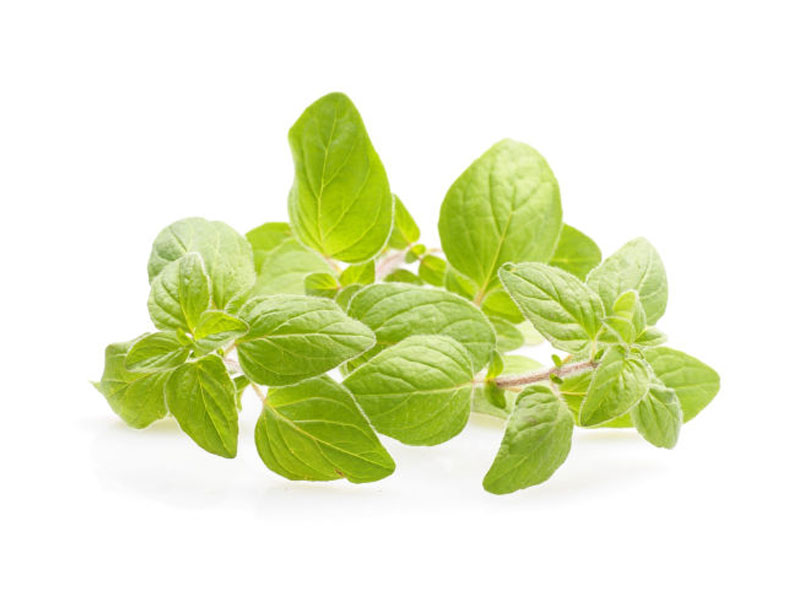 Origano aureo <i>(Origanum vulgare aureum)</i>