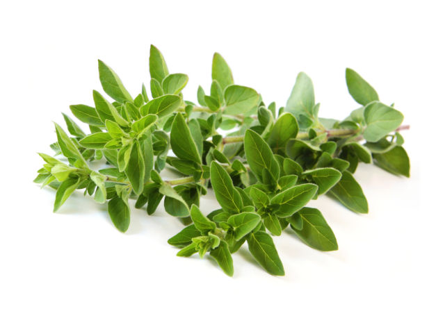 Origano compatto (Origanum compactum)