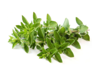 Origano compatto <i>(Origanum compactum)</i>