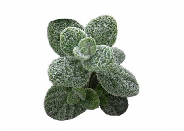Origano dictamo (Origanum dictamnus)