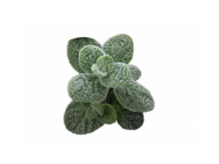 Origano dictamo <i>(Origanum dictamnus)</i>