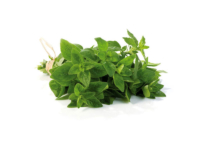 Origano officinale <i>(Origanum vulgare)</i>