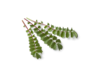 Pimpinella <i>(Sanguisorba minor)</i>