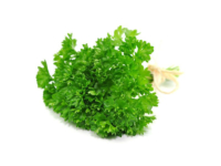 Prezzemolo riccio <i>(Petroselinum crispus)</i>