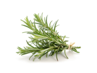 Rosmarino officinale <i>(Rosmarinus officinalis)</i>
