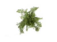 Rosmarino prostrato <i>(Rosmarinus officinalis prostatus)</i>